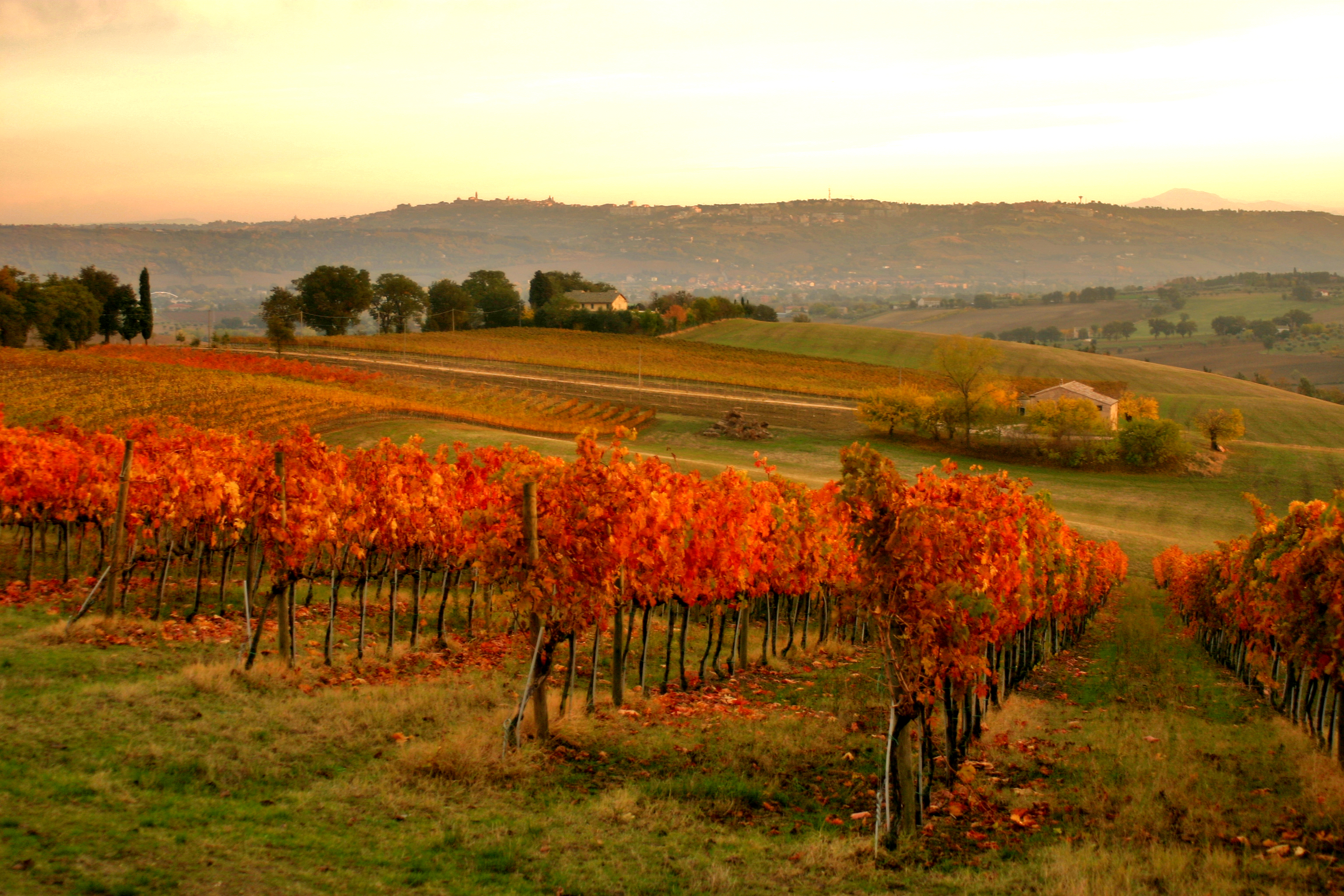 Concerti in cantina con IMT e Sferisterio a La Muròla e a Villa Forano