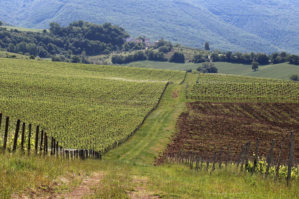 Domani Concerto in Cantina organizzato da IMT e Sferisterio con un omaggio alla Callas